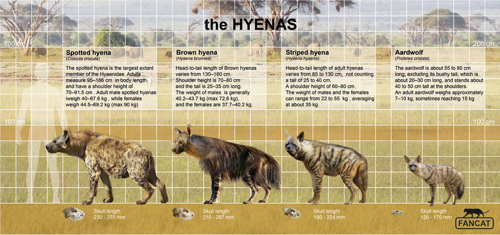 Hyenas :: The Human Exception